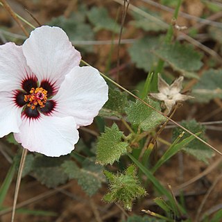 Pavonia glechomoides unspecified picture