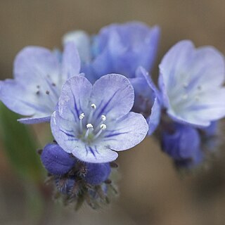 Phacelia breweri unspecified picture