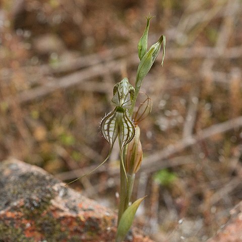 Pterostylis biseta unspecified picture