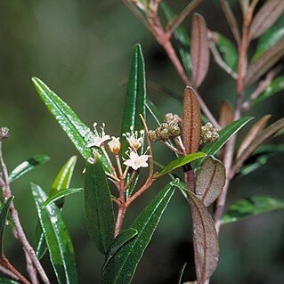 Phebalium longifolium unspecified picture