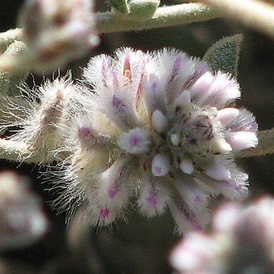 Ptilotus unspecified picture