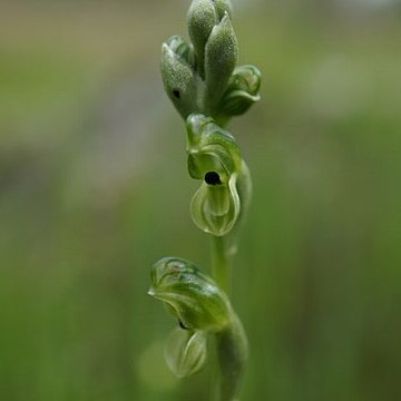 Pterostylis bicolor unspecified picture