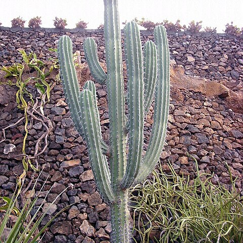 Pachycereus weberi unspecified picture