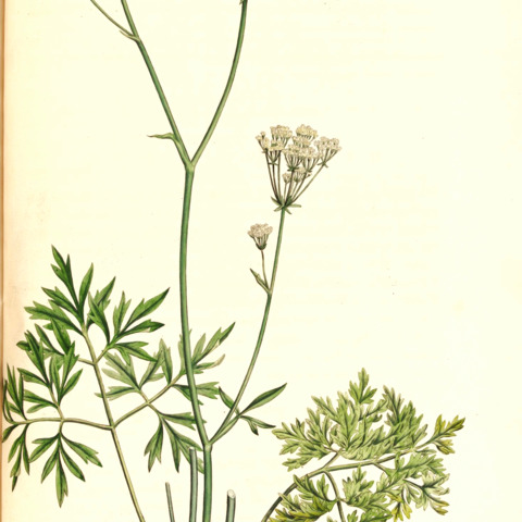 Physospermum unspecified picture