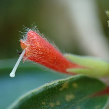 Nematanthus fissus unspecified picture