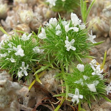 Navarretia fossalis unspecified picture