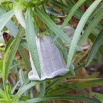 Nesocodon mauritianus unspecified picture