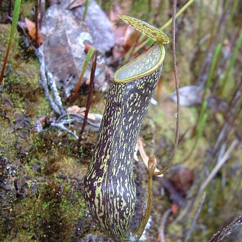 Nepenthes nigra unspecified picture