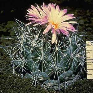 Coryphantha unspecified picture