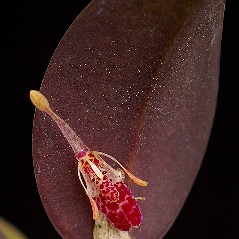 Restrepia muscifera unspecified picture