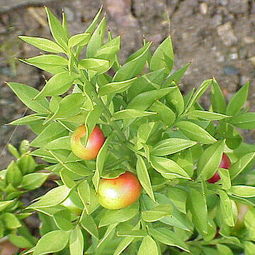 Ruscus unspecified picture