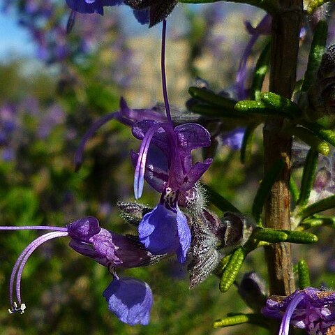 Salvia jordanii unspecified picture