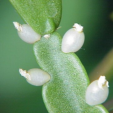 Rhipsalis micrantha unspecified picture