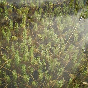 Rotala hippuris unspecified picture