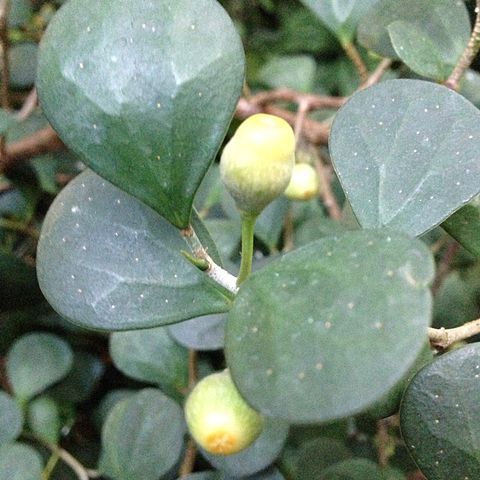 Ficus deltoidea unspecified picture