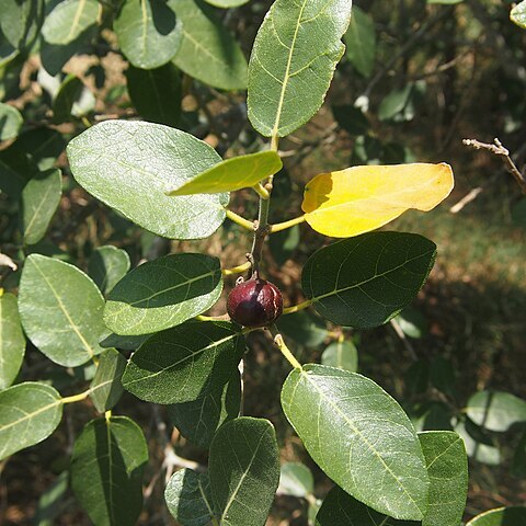 Ficus opposita unspecified picture