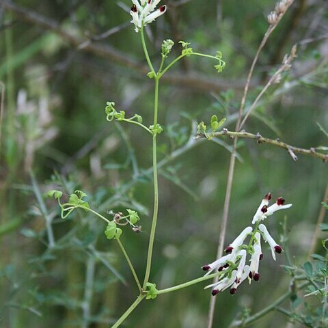 Fumaria flabellata unspecified picture