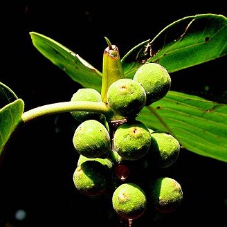 Ficus dalhousieae unspecified picture