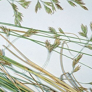 Festuca thurberi unspecified picture