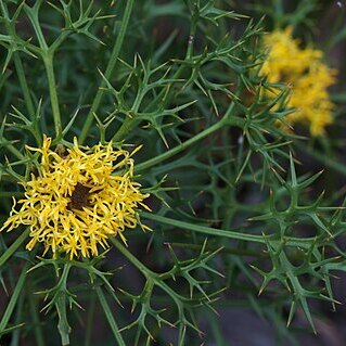 Isopogon ceratophyllus unspecified picture