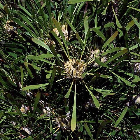 Isopogon polycephalus unspecified picture