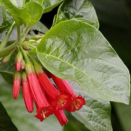 Iochroma fuchsioides unspecified picture