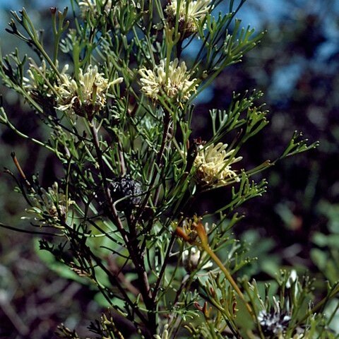 Isopogon mnoraifolius unspecified picture