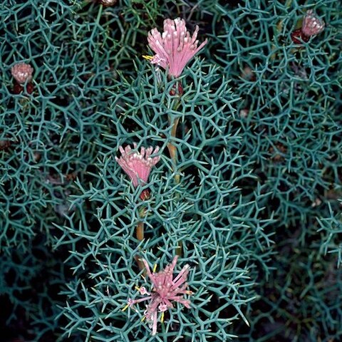 Isopogon gardneri unspecified picture