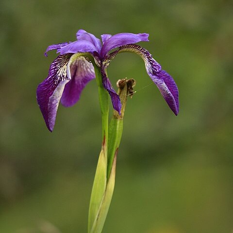 Iris clarkei unspecified picture