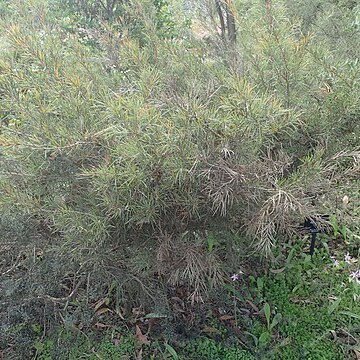 Hakea strumosa unspecified picture