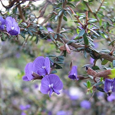 Hovea acanthoclada unspecified picture