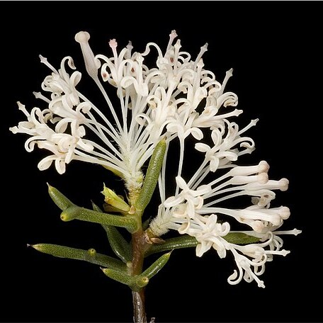 Hakea lissocarpha unspecified picture