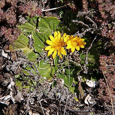 Haplocarpha rueppelii unspecified picture