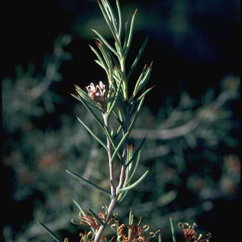 Hakea circumalata unspecified picture