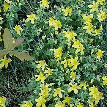 Hypericum cerastioides unspecified picture