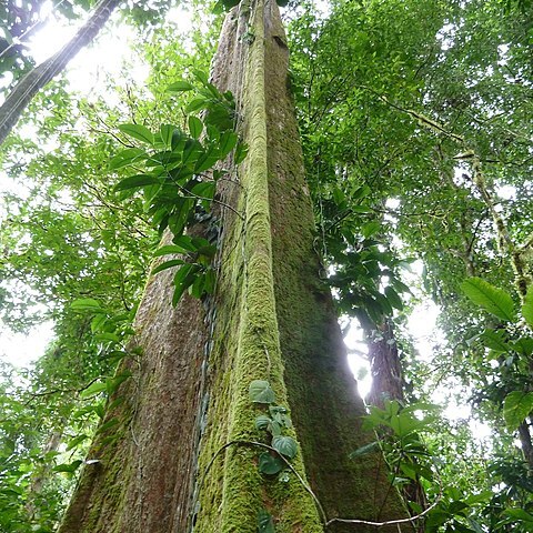 Huberodendron unspecified picture