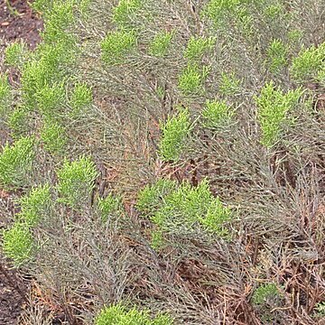 Veronica cupressoides unspecified picture