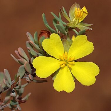 Hibbertia glomerata unspecified picture