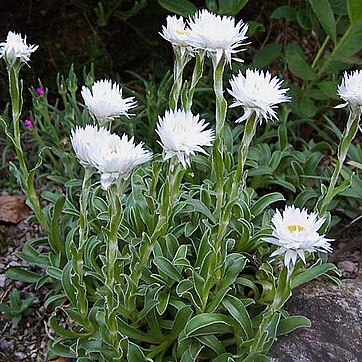 Helichrysum lingulatum unspecified picture