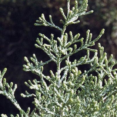 Ozothamnus hookeri unspecified picture