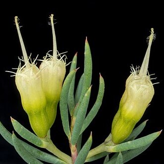 Homoranthus biflorus unspecified picture