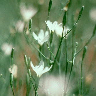 Stephanomeria malheurensis unspecified picture