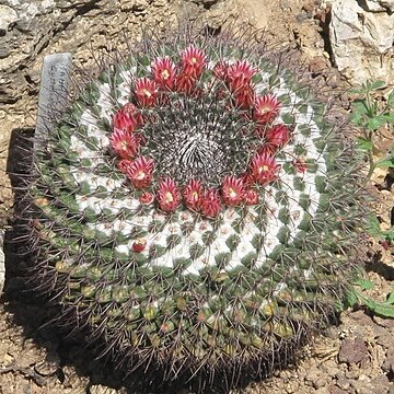 Mammillaria heyderi subsp. gummifera unspecified picture