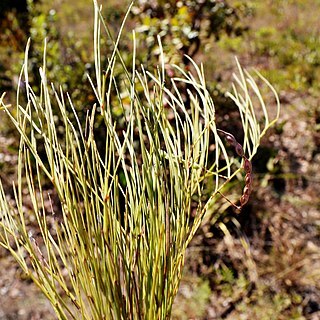 Mimosa phyllodinea unspecified picture