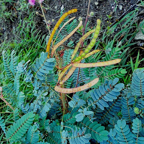 Mimosa echinocaula unspecified picture