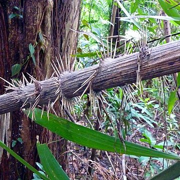 Myrialepis unspecified picture