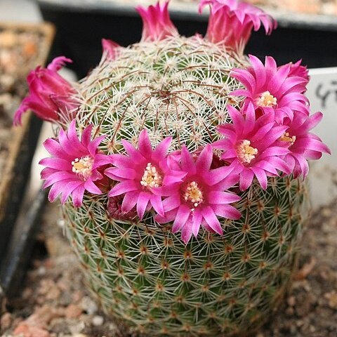 Mammillaria matudae unspecified picture