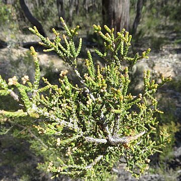 Melaleuca micromera unspecified picture