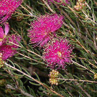 Melaleuca hollidayi unspecified picture