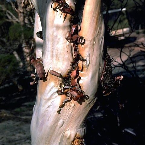 Melaleuca exuvia unspecified picture